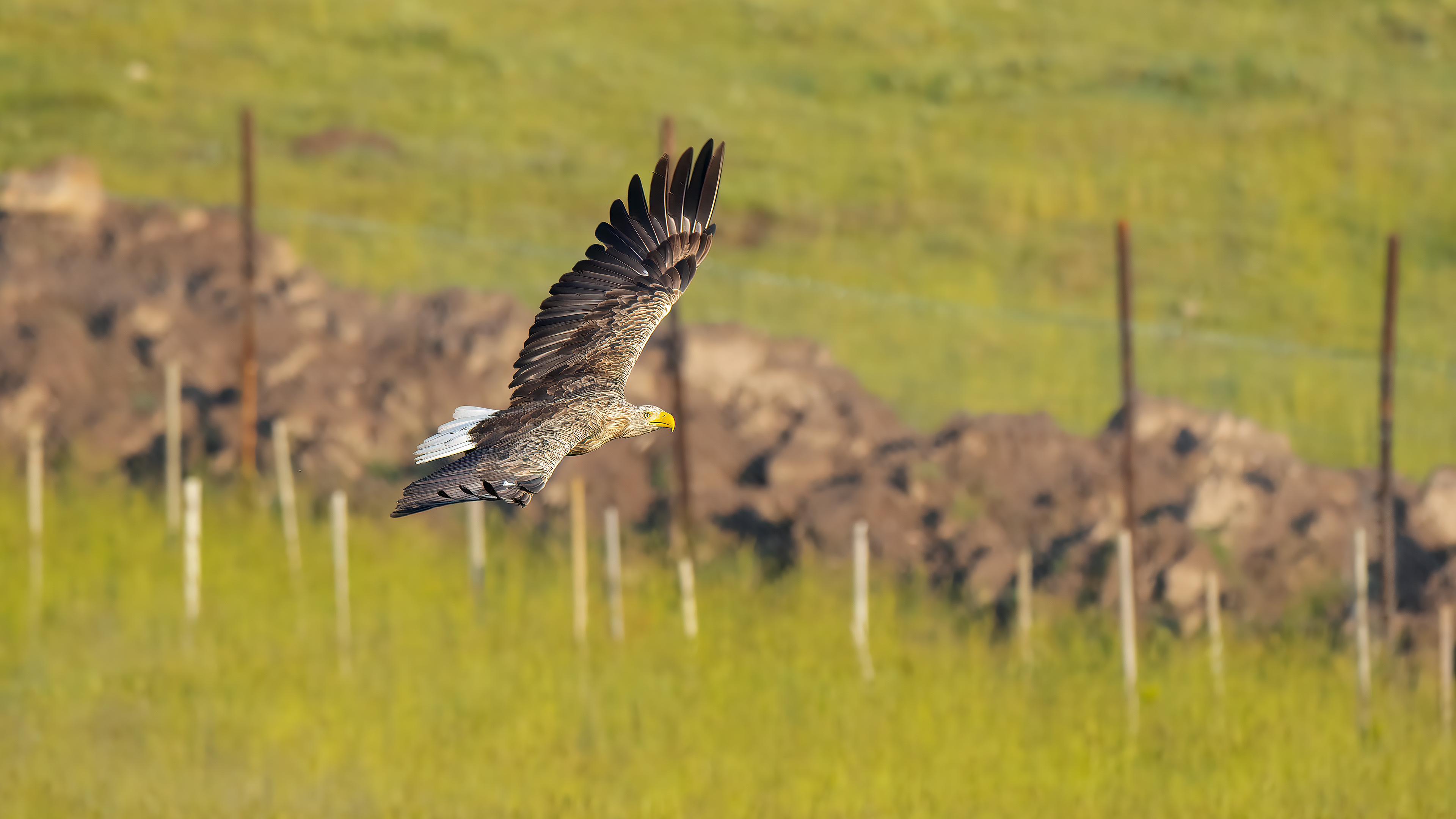 White-tailed Eagle — Ana fotoğraf